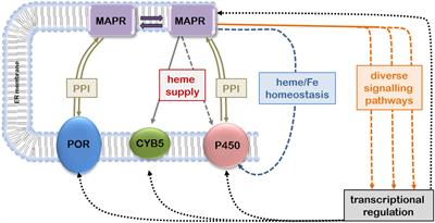 Membrane Associated Progesterone Receptors: Promiscuous Proteins with Pleiotropic Functions – Focus on Interactions with Cytochromes P450